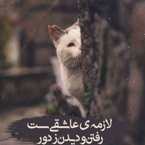تک همسری بعضی از حیوانات(کلیله ودمنه)